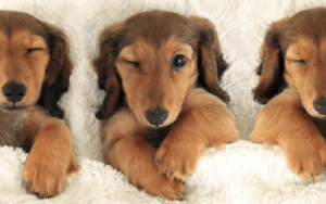 3 Secrets for Maintaining Clean Air in Pet-Friendly Homes
