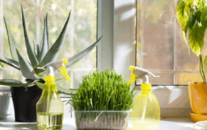 3 Houseplants That Help Boost Indoor Air Quality